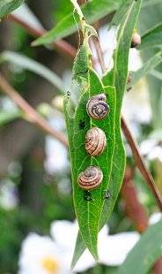 L'Ami des Jardins 1102 ALERTE AUX GASTÉROPODES !