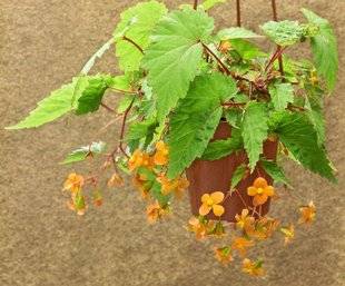 L'Ami des Jardins 1102 BOUTURER LE BÉGONIA 'PAPAYA'