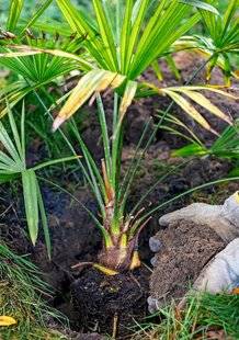 L'Ami des Jardins 1102 LE PALMIER SE PLANTE MAINTENANT !