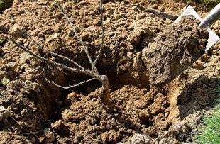 L'Ami des Jardins 1102 À chaque rosier son porte-greffe