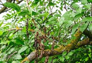 L'Ami des Jardins 1102 DES DESSÈCHEMENTS DE BRANCHES SUR LES FRÊNES