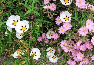 L'Ami des Jardins 1102 VIVE LES CISTES, ROIS DES MAQUIS