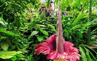 L'Ami des Jardins 1103 Géante vulnérable