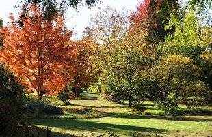 L'Ami des Jardins 1103 ARBORETUM À SAUVER