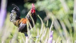 L'Ami des Jardins 1103 Les bonnes idées de Virginie