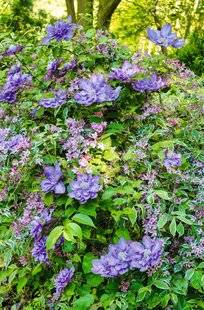 L'Ami des Jardins 1103 3 idées pour faire grimper les clématites