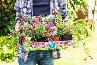L'Ami des Jardins 1103 BIENTÔT L'ÉTÉ, PLANTATIONS DE DERNIÈRE MINUTE !