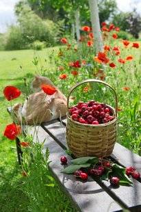L'Ami des Jardins 1103 En juin, on cueille les cerises…