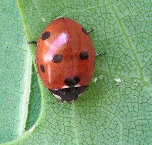 L'Ami des Jardins 1103 UNE PRÉCIEUSE ALLIÉE, LA BÊTE À BON DIEU