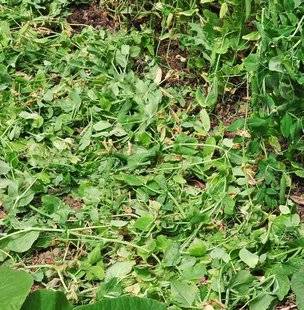 L'Ami des Jardins 1103 POURQUOI PLANTER DES CHOUX APRÈS DES POIS ?
