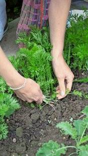 L'Ami des Jardins 1103 2 périodes pour éclaircir les carottes