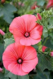 L'Ami des Jardins 1103 DES TUTEURS POUR LES LAVATÈRES