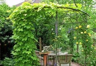 L'Ami des Jardins 1103 Il faut abuser du houblon !