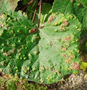 L'Ami des Jardins 1103 DE CURIEUSES CLOQUES SUR LES VIGNES ORNEMENTALES