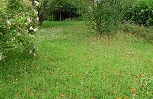 L'Ami des Jardins 1103 L'épervière, pour une pelouse fleurie