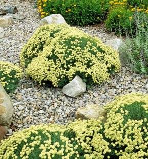 L'Ami des Jardins 1103 ON PLANTE DE JOLIS COUSSINS JAUNES