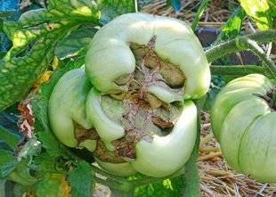 L'Ami des Jardins 1103 MES TOMATES SONT DÉFIGURÉES