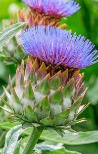 L'Ami des Jardins 1103 SUPERBES FLEURS D'ARTICHAUTS