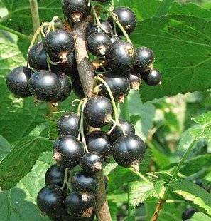 L'Ami des Jardins 1103 'EBONY', UN NOUVEAU CASSIS BIEN SUCRÉ