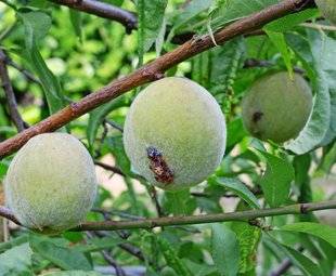 L'Ami des Jardins 1103 DES VERS MENACENT LES PÊCHERS