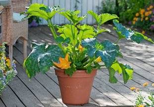 L'Ami des Jardins 1103 Le temps des légumes du soleil