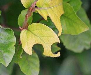 L'Ami des Jardins 1103 DES FEUILLES RÉGULIÈREMENT DÉCOUPÉES