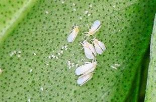 L'Ami des Jardins 1103 LES MOUCHES BLANCHES ARRIVENT EN FORCE