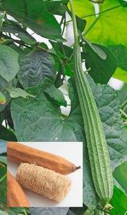 L'Ami des Jardins 1103 Une liane à éponges !