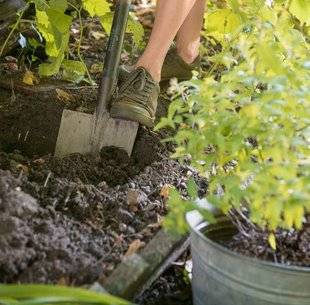 L'Ami des Jardins 1103 Planter un arbuste en conteneur