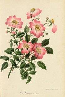 L'Ami des Jardins 1103 Les rosiers de Wichura