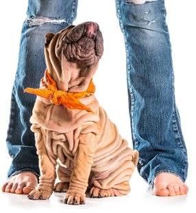 L'Ami des Jardins 1103 Apprendre le rappel à son chiot