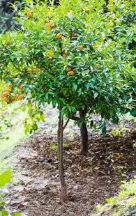 L'Ami des Jardins 1103 Nos agrumes n'ont jamais fleuri