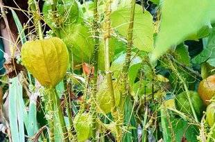 L'Ami des Jardins 1103 Quelle est cette liane ?