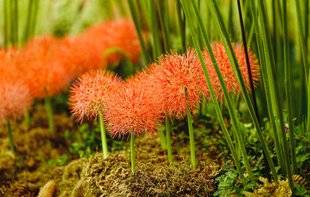 L'Ami des Jardins 1104 Un 14 Juillet à fleur de terre