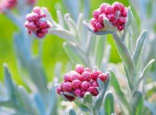 L'Ami des Jardins 1104 UN BIJOU POUR LA ROCAILLE