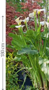 L'Ami des Jardins 1104 Arum XXL