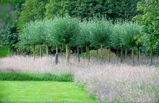 L'Ami des Jardins 1104 JEUX D'OMBRES ET DE LUMIÈRES