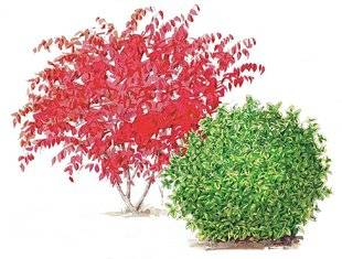 L'Ami des Jardins 1104 Comment soigner les fusains