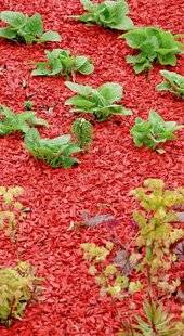 L'Ami des Jardins 1104 UNE STRATÉGIE IMPARABLE : COUVRIR LE SOL