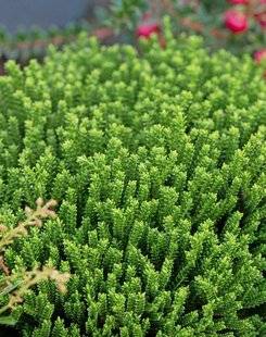 L'Ami des Jardins 1104 TOUTES LES RUSES DES PLANTES INCREVABLES !