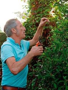 L'Ami des Jardins 1104 Aménager un jardin tout en longueur