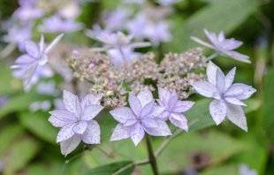 L'Ami des Jardins 1104 L'élégance extrême