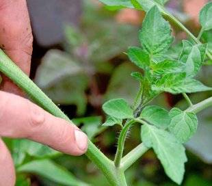 L'Ami des Jardins 1104 C'EST MAINTENANT DANS NOS RÉGIONS
