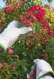 L'Ami des Jardins 1104 Rosiers non remontants, c'est le moment de la toilette