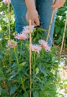 L'Ami des Jardins 1104 Tuteurer les dahlias