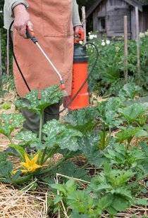 L'Ami des Jardins 1104 Lutter contre l'oïdium sur les courgettes ?