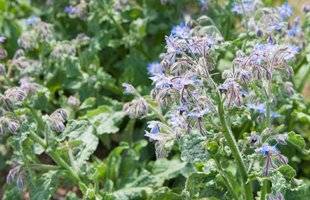 L'Ami des Jardins 1104 PRÉCIEUSE BOURRACHE