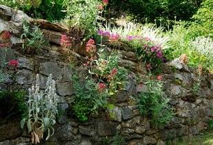 L'Ami des Jardins 1104 La valériane, une fleur sans souci