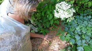 L'Ami des Jardins 1104 Paillage, paillage, paillage…