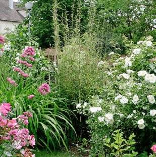 L'Ami des Jardins 1104 LE BAMBOU A BESOIN DE PLACE !